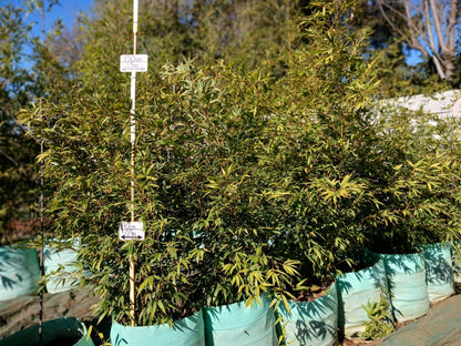 Phyllostachys nigra 'Black Bamboo' 100L