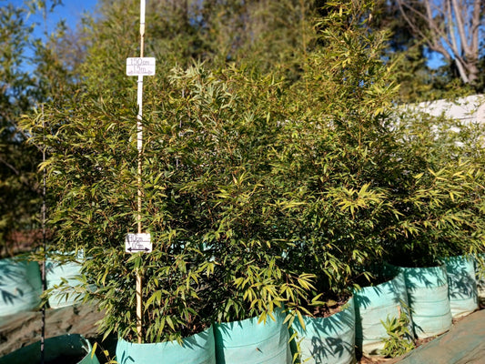 Phyllostachys nigra 'Black Bamboo' 100L