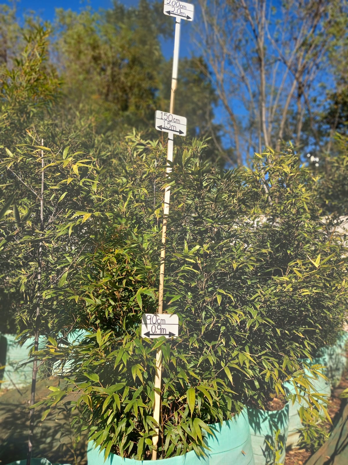 Phyllostachys nigra 'Black Bamboo' 100L