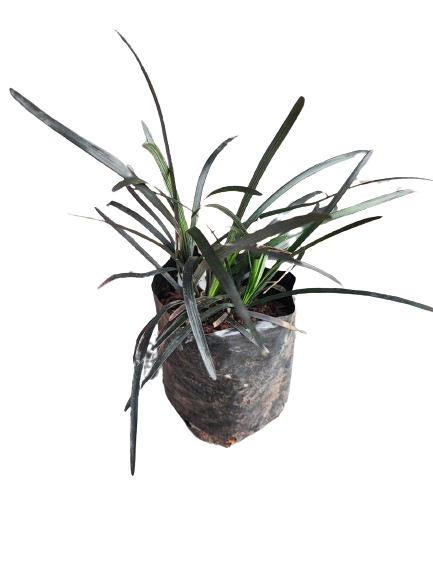 Ophiopogon Nigrescens Black Dragon 1L