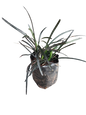 Ophiopogon Nigrescens Black Dragon 1L