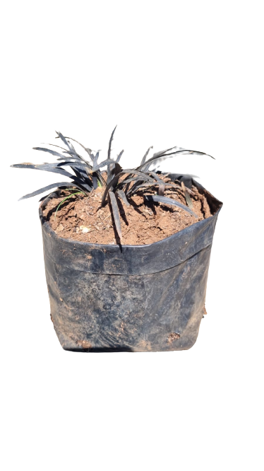 Ophiopogon Black Dragon Grass - 3L