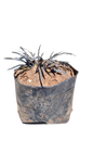 Ophiopogon Black Dragon Grass - 3L