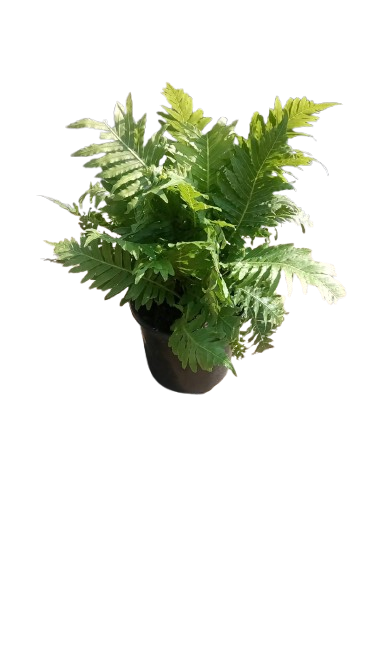 Blechnum Silver Lady Various Sizes
