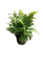 Blechnum Silver Lady Various Sizes