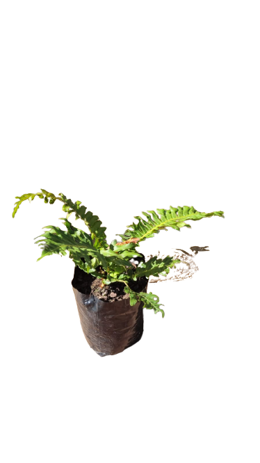 Blechnum Brasiliense 17cm