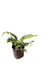 Blechnum Brasiliense 17cm