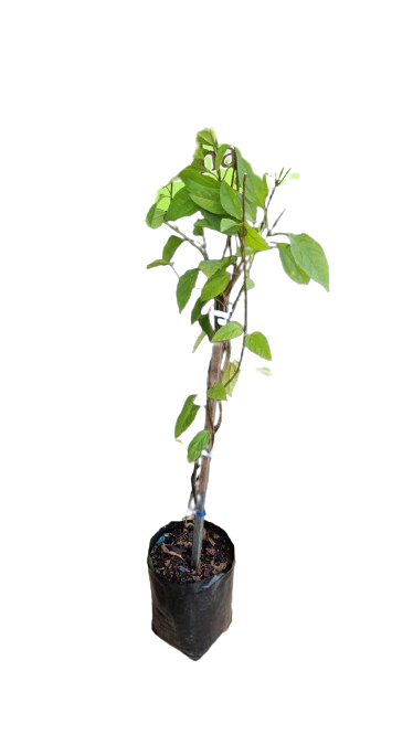 Clerodendron Thomsoniae Bleeding Heart Vine Variouus Sizes