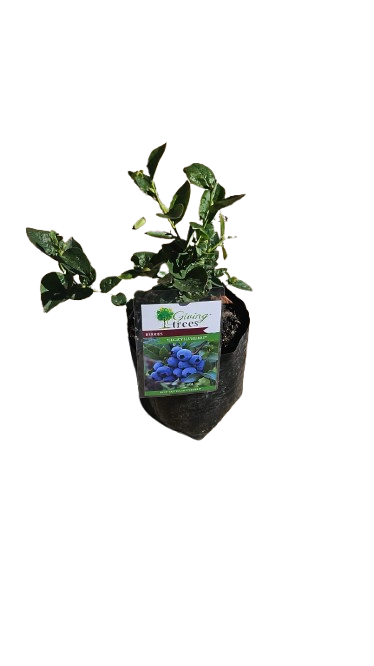 Berry - Blueberry 4L