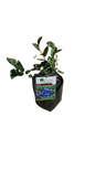 Berry - Blueberry 4L