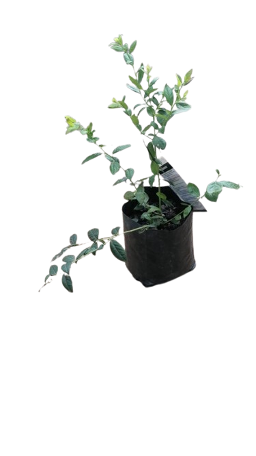 Blue Berry 'Legacy' 3L