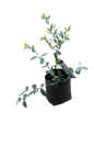 Blue Berry 'Legacy' 3L