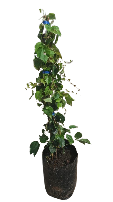 Parthenocissus Tricuspidata (Boston Ivy) 10L