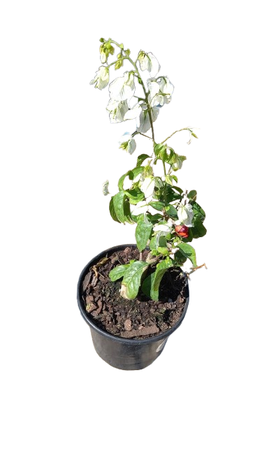 Bougainvillea Jennifer Fernie 17cm