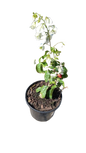 Bougainvillea Jennifer Fernie 17cm
