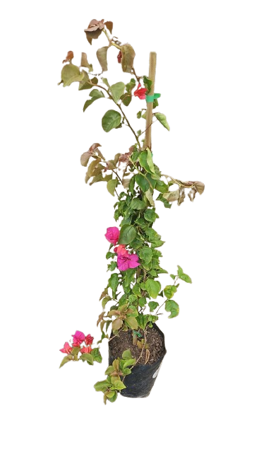 Bougainvillea Helen Johnson 5L