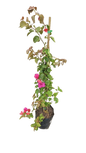 Bougainvillea Helen Johnson 5L