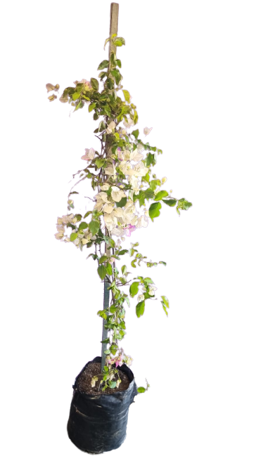 Bougainvillea- Various colours 20L