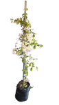 Bougainvillea- Various colours 20L