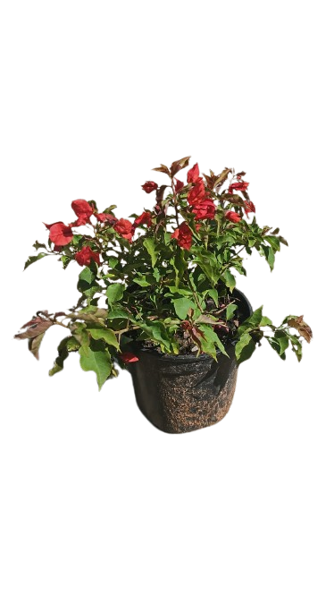 Bougainvillea Various Colours Ball 23cm Pot
