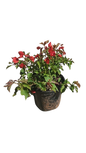 Bougainvillea Various Colours Ball 23cm Pot