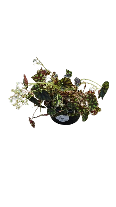 Begonia bowerae 'Mix' 16.5 cm