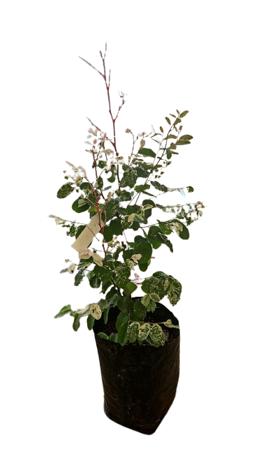 Breynia Nivosa (Alba) - Ice cream Bush White 10L