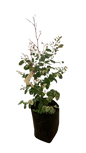 Breynia Nivosa (Alba) - Ice cream Bush White 10L