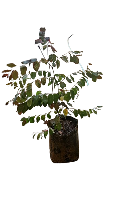 Breynia Nivosa ( Pink)- Ice Cream Bush Pink 10L