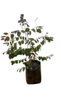 Breynia Nivosa ( Pink)- Ice Cream Bush Pink 10L