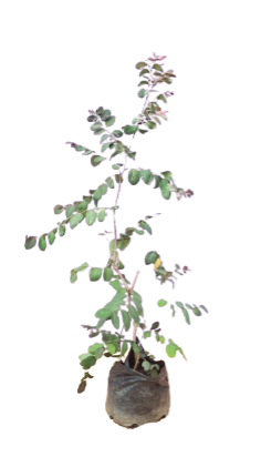 Breynia Rosea