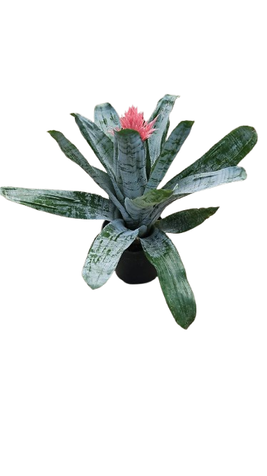 Bromelia Aechmea 19cm
