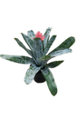Bromelia Aechmea 19cm