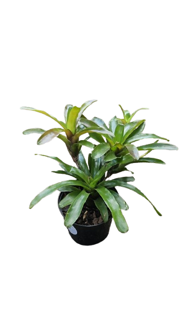 Bromelia FIreball 15cm