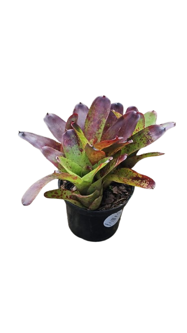 Bromelia Assorted 19cm