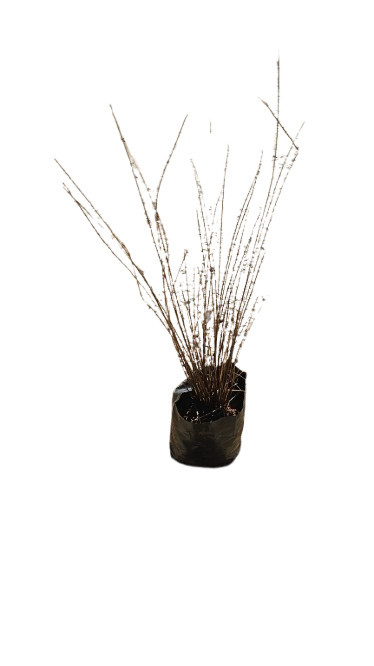 Carex Bronze 1.5l