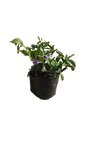 Brunfelsia Pauciflora Floribunda 4L