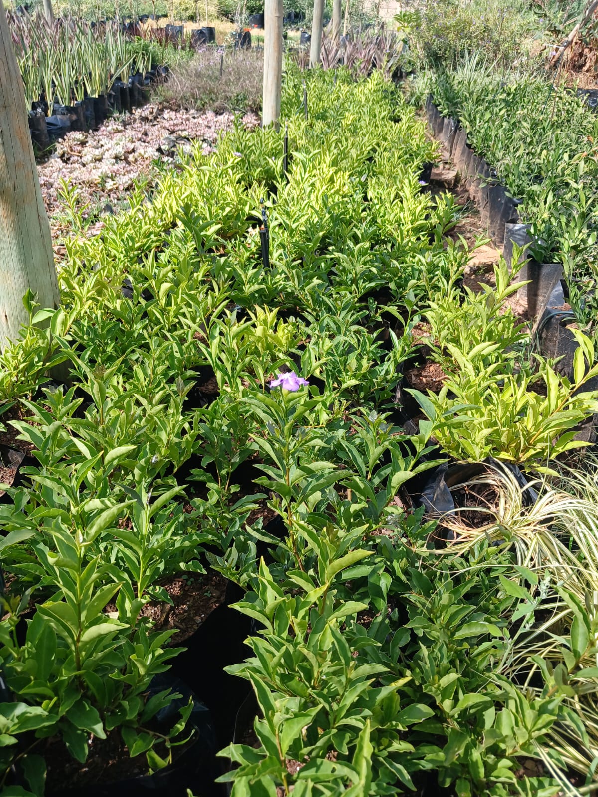Brunfelsia Floribunda 'Yesterday Today Tomorrow' 10L