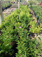 Brunfelsia Floribunda 'Yesterday Today Tomorrow' 10L