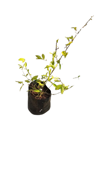 Brunfelsia grandiflora (Yesterday Today Tomorrow) - 10L