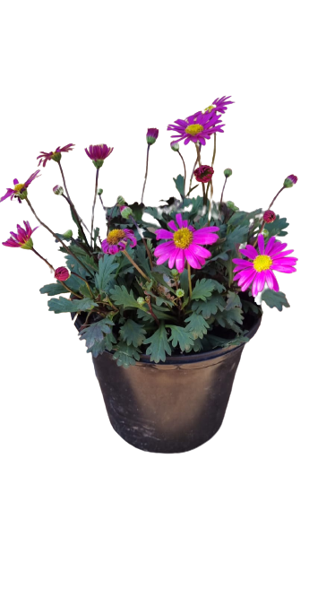 Brachyscome Fresco Bright Pink 15cm