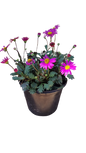 Brachyscome Fresco Bright Pink 15cm