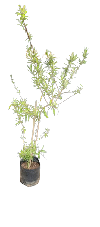 Buddleja Saligna 10L