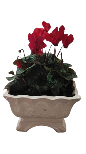 Cyclamen In Ceramic Pot