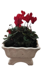 Cyclamen In Ceramic Pot