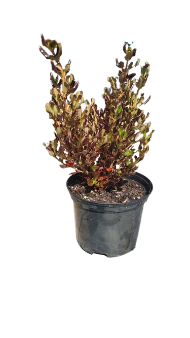 Coprosma Midnight surprise 17cm