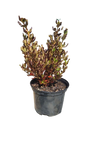 Coprosma Midnight surprise 17cm