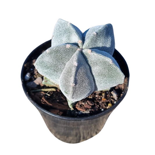 Cactus Astrophytum 12cm