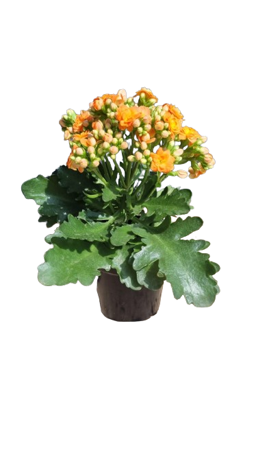 Calandiva 12cm