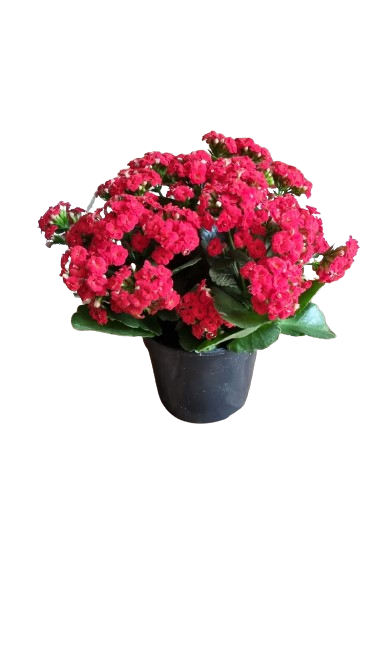 Calandiva Else Flowers 14cm